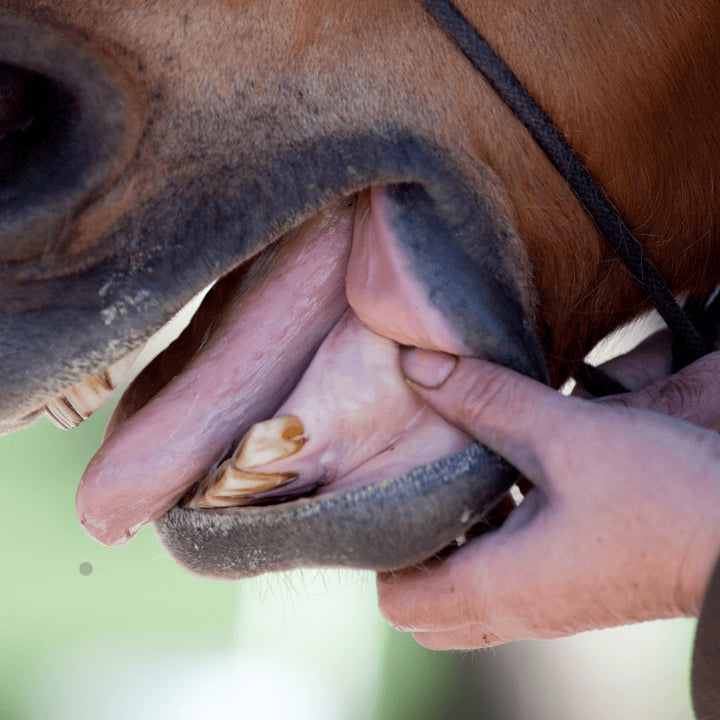 Autres abcès (bouche, auge, etc.) du cheval