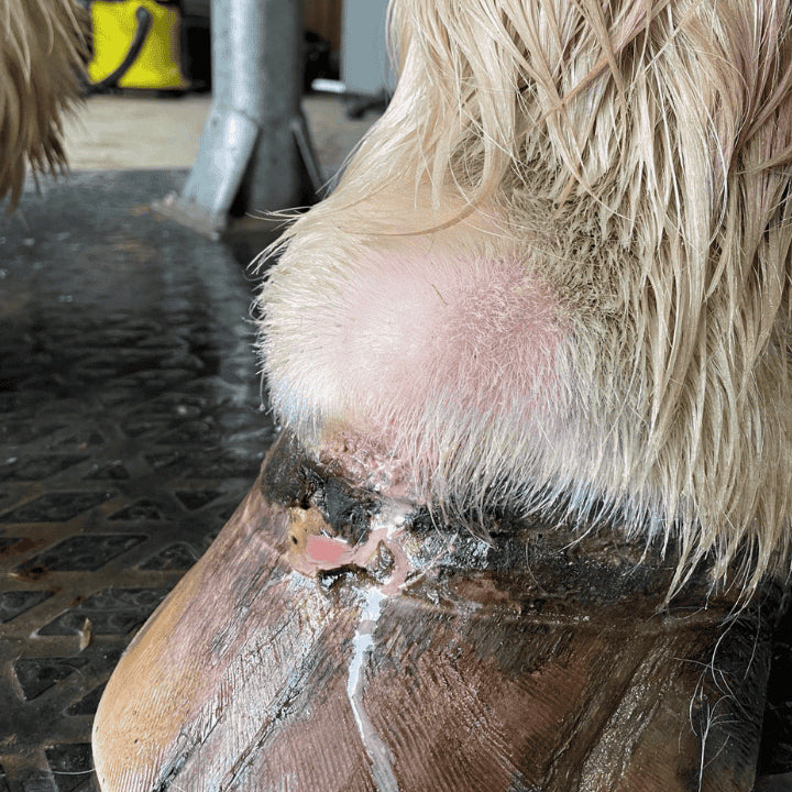 abces du cheval avant protocole de soins naturels