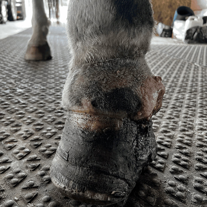 Comprendre les abcès du cheval