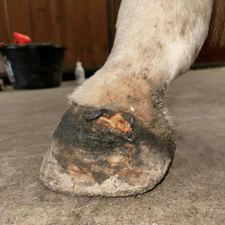Abcès du pied du cheval