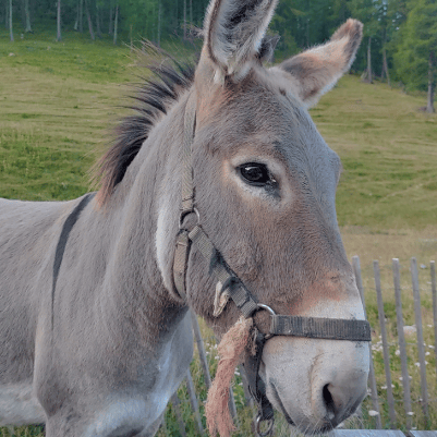 dermite âne et mulet