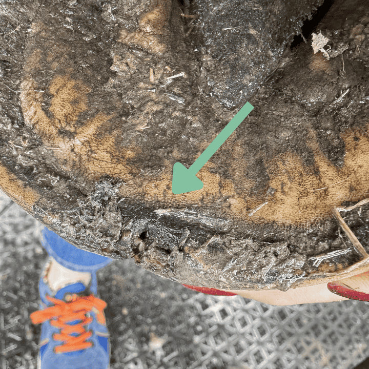 Atteintes du sabot de cheval après traitement de soins naturels 067