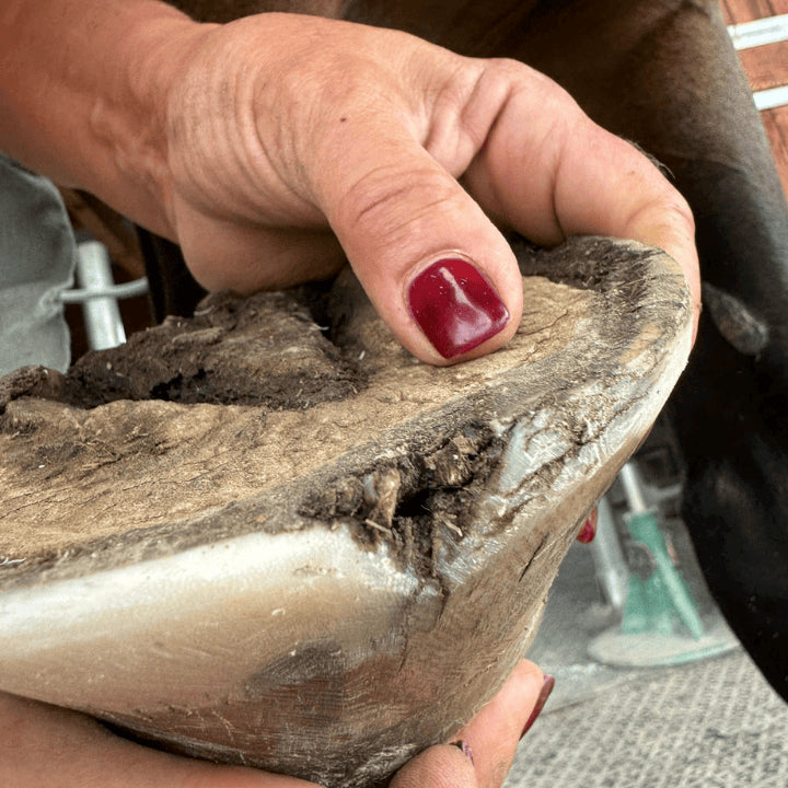 Atteintes du sabot de cheval avant traitement de soins naturels 067