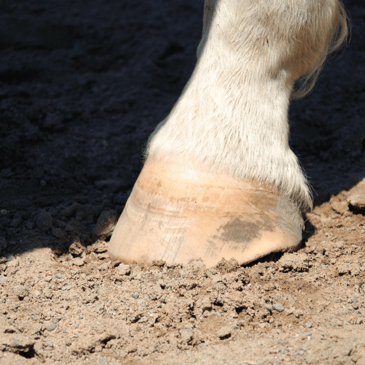 Atteintes du sabot du cheval