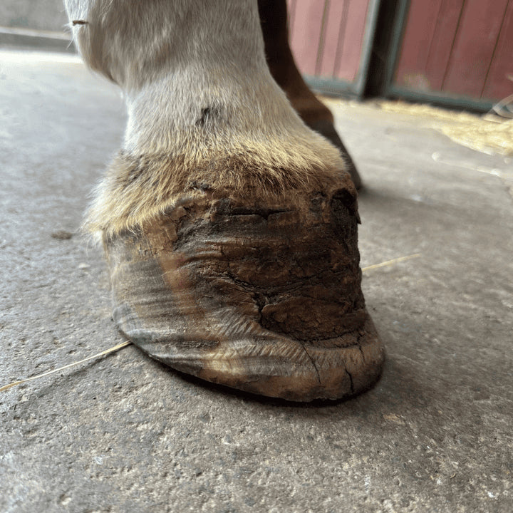 Fourbure d'un sabot de cheval