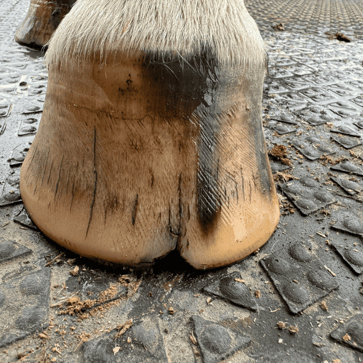 Seime du sabot de cheval