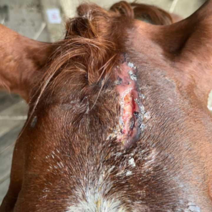 plaie avant traitement