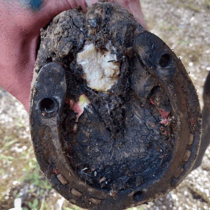 Comprendre le crapaud du cheval