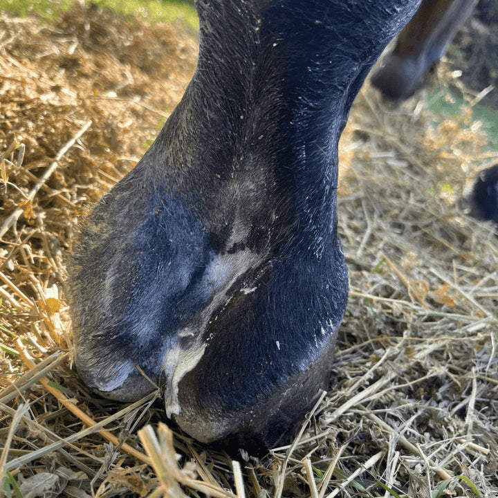 crapaud cheval crise inflammatoire