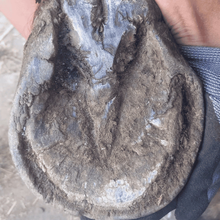 Gestion quotidienne du crapaud cheval