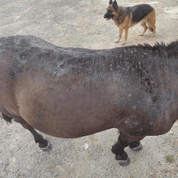 Dermite après traitement au soins naturels à l'ozone 067