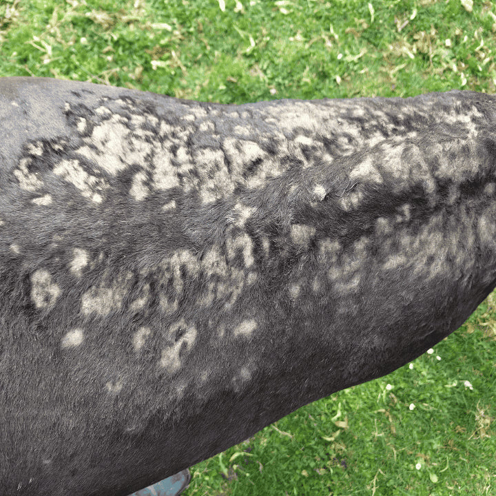 Dermite avant traitement