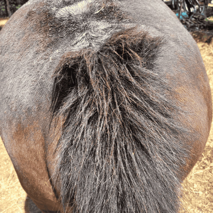 Dermite du cheval 067