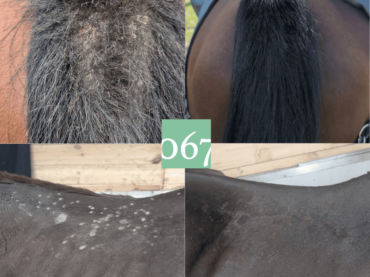 quel produit naturel pour soigner une dermite estivale