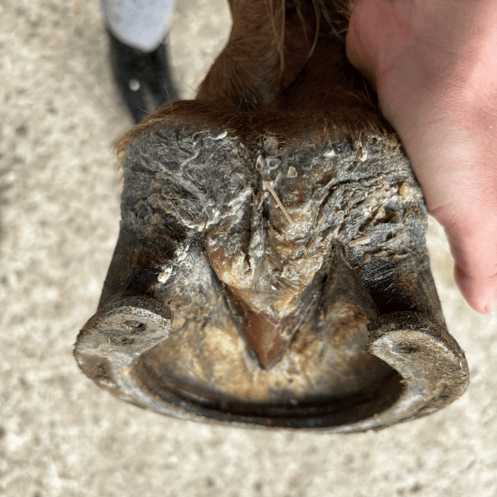 Fourchette cheval pourrie avec exsudat