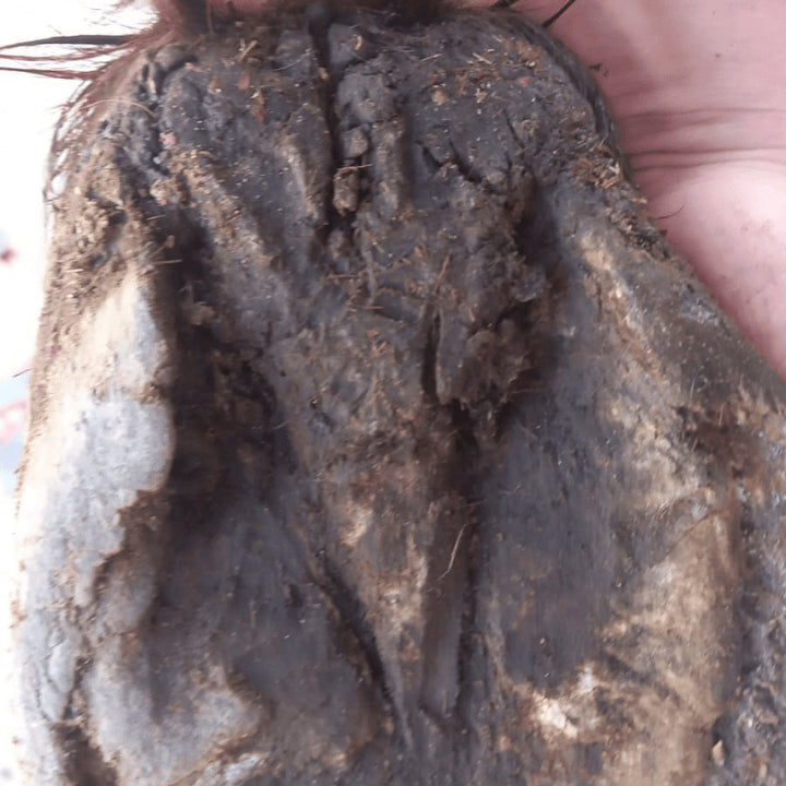 Fourchette du cheval pourrie