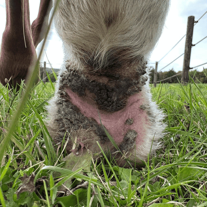 Gale de boue croutes