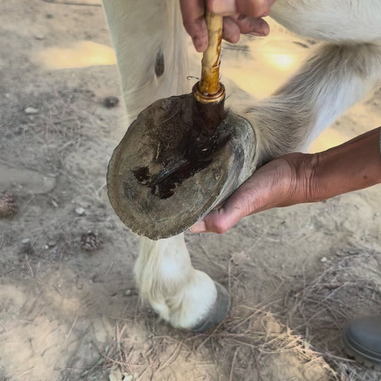 Application de Ozone hoof fluid - Ozone entretien fourchettes du cheval | 0-6-7