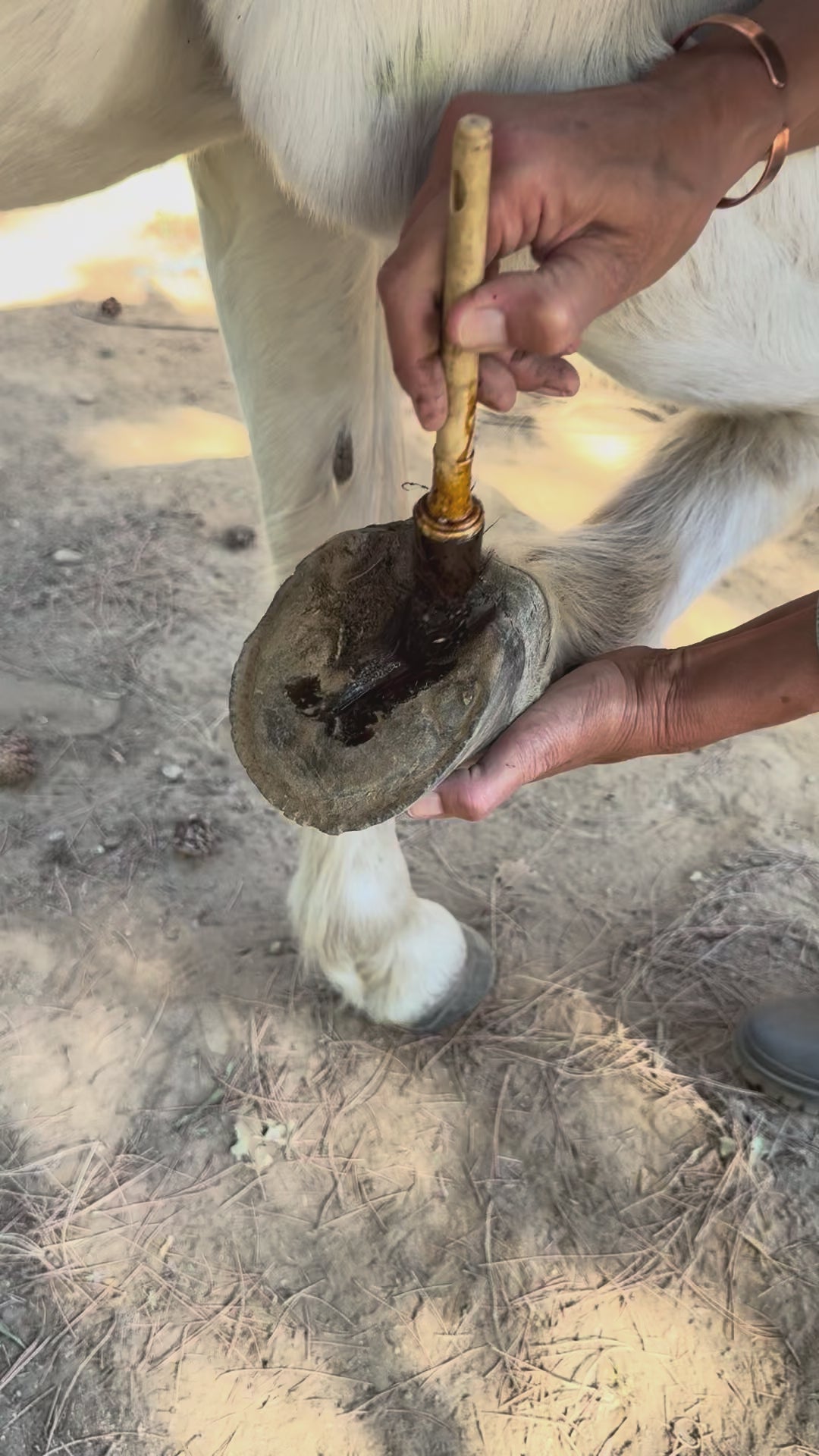 Application de Ozone hoof fluid - Ozone entretien fourchettes du cheval | 0-6-7