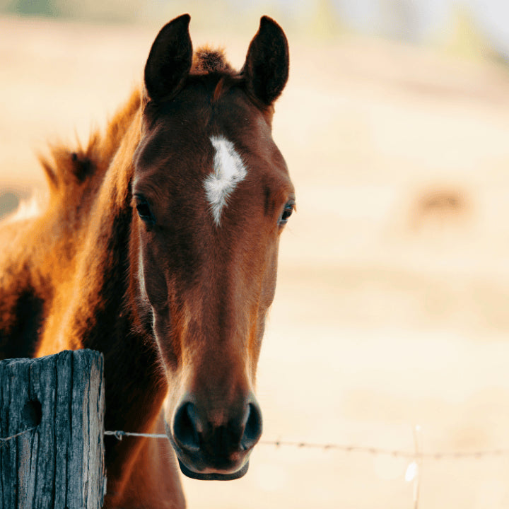 Produits naturels chevals : des soins naturels chevaux 067