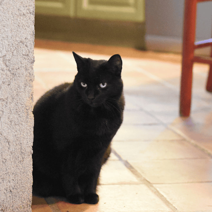 Produits naturels pour chat 067