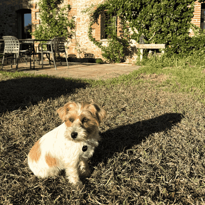 Produits naturels pour chien de la marque 067. Spécialiste des soins naturels pour chiens et chats.