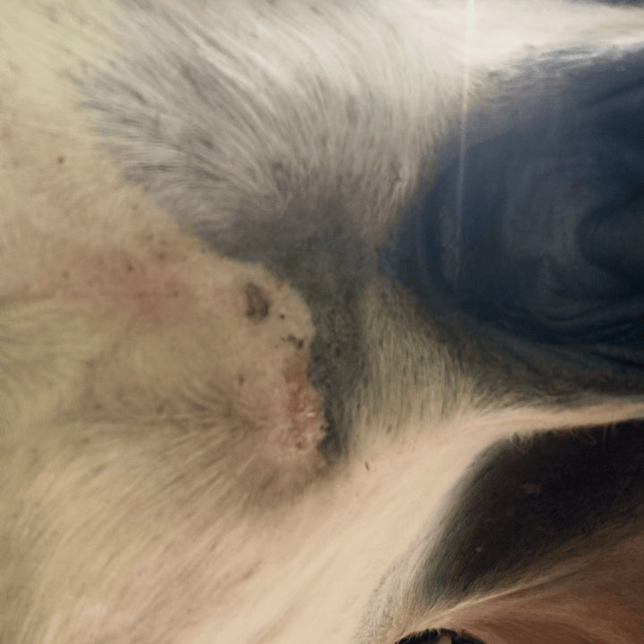 Sarcoide après le protocole de soins naturels 067