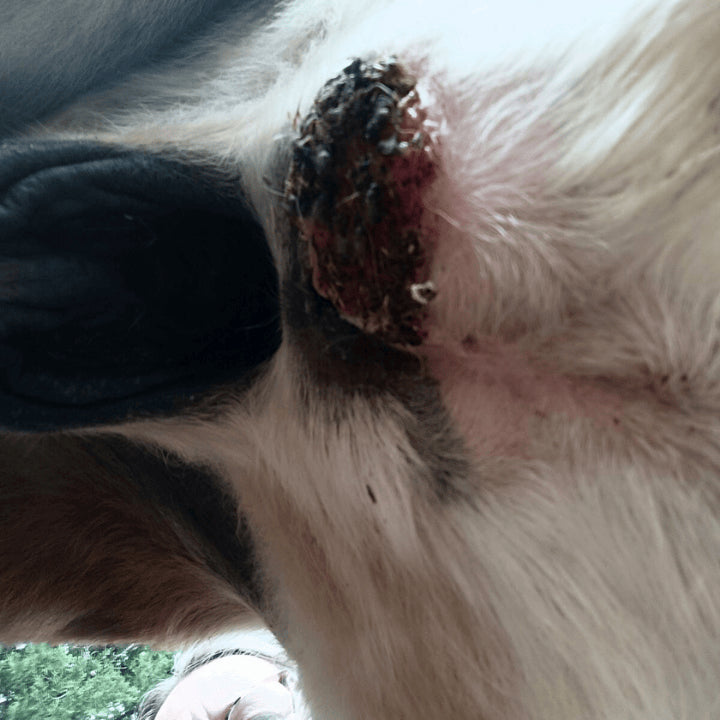 Sarcoide avant le protocole de soins naturels 067