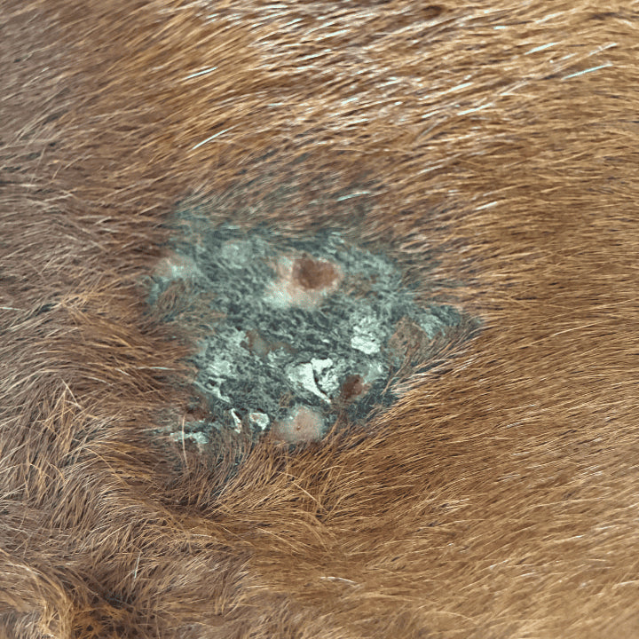 Les sarcoïdes sont des tumeurs cutanées bénignes