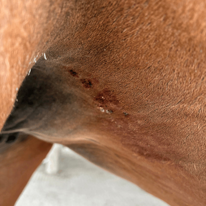 Sarcoïdes, soutien nutritionnel